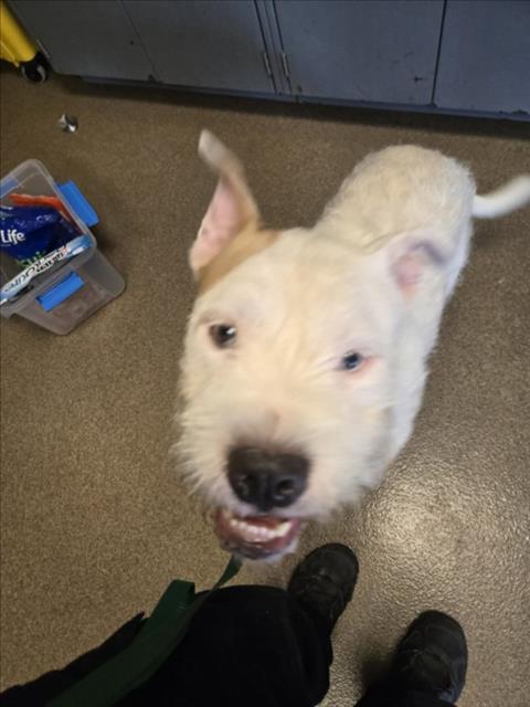 Shelter Stray Male Dog last seen Near BLOCK E WILMA ST, WICHITA KS 67218, 3303 N Hillside St, Wichita, KS 67219, USA