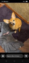 Reunited Female Dog last seen Dix Creek Rd, leicester NC, Buncombe County, NC 28806