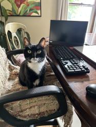 Reunited Female Cat last seen Antero Drive & Barela Court, Loveland, CO 80538
