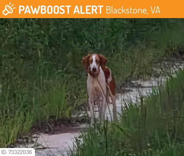 Found/Stray Female Dog last seen Fort Barfoot Tommy Heston Pond, Blackstone, VA 23824
