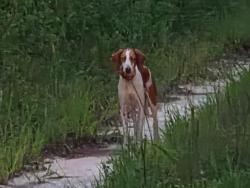 Found/Stray Female Dog last seen Fort Barfoot Tommy Heston Pond, Blackstone, VA 23824