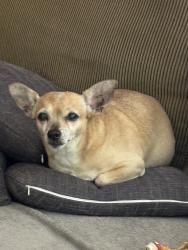 Lost Female Dog last seen Near N Pierce St, Burnet, TX 78611