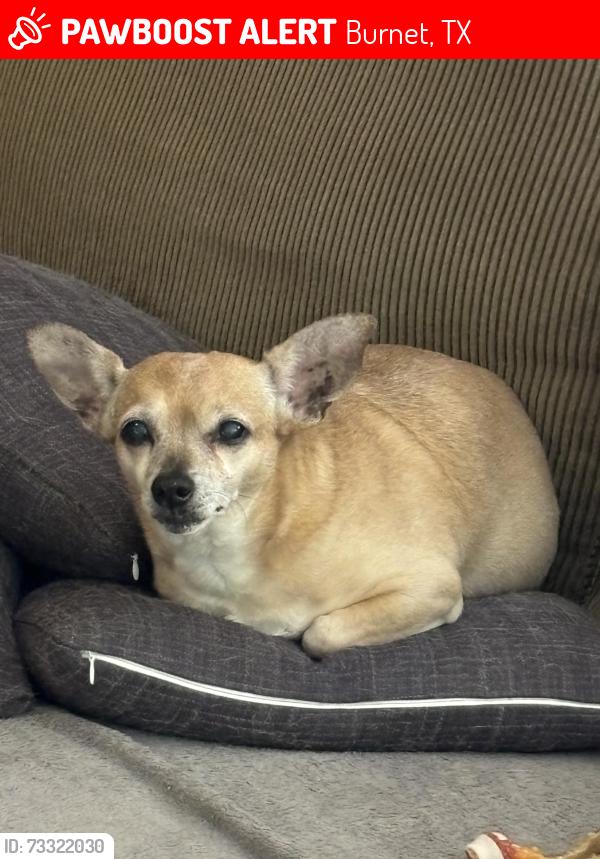 Lost Female Dog last seen Near N Pierce St, Burnet, TX 78611