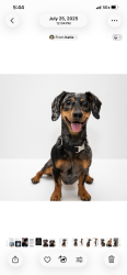 Reunited Female Dog last seen Pine Street & St. John’s Ave., Jacksonville, FL 32205