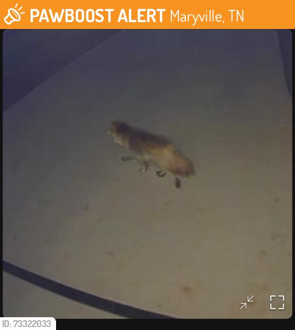 Found/Stray Unknown Dog last seen Brick Mill & Bingham Lane, Maryville, TN 37801