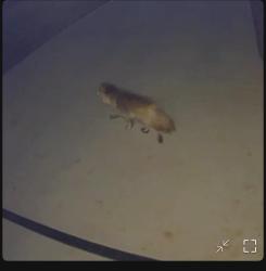 Found/Stray Unknown Dog last seen Brick Mill & Bingham Lane, Maryville, TN 37801