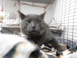 Shelter Stray Male Cat last seen , West Valley Animal Shelter, 20655 Plummer St, Chatsworth, CA 91311, USA