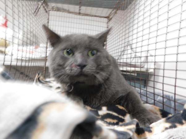 Shelter Stray Male Cat last seen , West Valley Animal Shelter, 20655 Plummer St, Chatsworth, CA 91311, USA