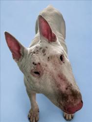 Shelter Stray Male Dog last seen , West Valley Animal Shelter, 20655 Plummer St, Chatsworth, CA 91311, USA