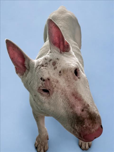 Shelter Stray Male Dog last seen , West Valley Animal Shelter, 20655 Plummer St, Chatsworth, CA 91311, USA