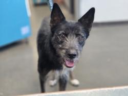 Shelter Stray Female Dog last seen , West Valley Animal Shelter, 20655 Plummer St, Chatsworth, CA 91311, USA