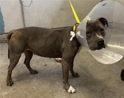 Shelter Stray Female Dog last seen , 600 Aviation Dr, Camarillo, CA 93010, USA