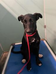 Shelter Stray Female Dog last seen , 600 Aviation Dr, Camarillo, CA 93010, USA