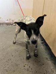 Shelter Stray Male Dog last seen , 600 Aviation Dr, Camarillo, CA 93010, USA