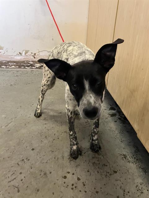 Shelter Stray Male Dog last seen , 600 Aviation Dr, Camarillo, CA 93010, USA