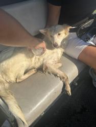 Found/Stray Unknown Dog last seen We rescued it from a creek at Falcon Ridge, Lenexa, KS 66220