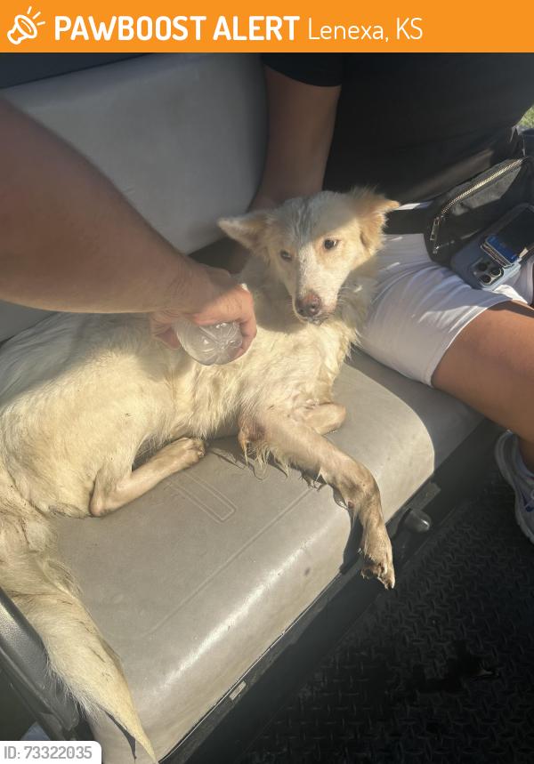 Found/Stray Unknown Dog last seen We rescued it from a creek at Falcon Ridge, Lenexa, KS 66220