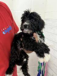 Shelter Stray Male Dog last seen LOCUST X METRO TRACKS, 333 Chandler Pl, San Bernardino, CA 92408, USA
