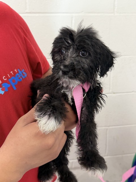 Shelter Stray Female Dog last seen LOCUST X METRO TRACKS, 333 Chandler Pl, San Bernardino, CA 92408, USA