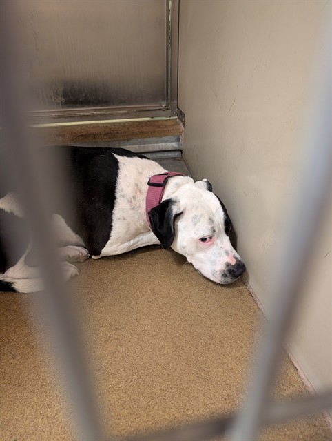 Shelter Stray Female Dog last seen ROSEVILLE RD/OAKHALLOW DR, 95842, 3839 Bradshaw Rd, Sacramento, CA 95827, USA