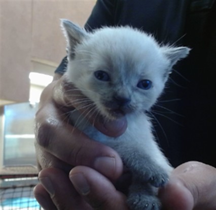 Shelter Stray Female Cat last seen NORTH AVE/SMATHERS WAY, 95608, 3839 Bradshaw Rd, Sacramento, CA 95827, USA