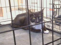 Shelter Stray Female Cat last seen COURT PKWY/C PKWY, SACRAMENTO CA 95823, 3839 Bradshaw Rd, Sacramento, CA 95827, USA