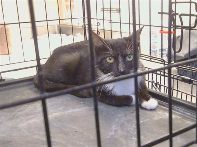 Shelter Stray Female Cat last seen COURT PKWY/C PKWY, SACRAMENTO CA 95823, 3839 Bradshaw Rd, Sacramento, CA 95827, USA