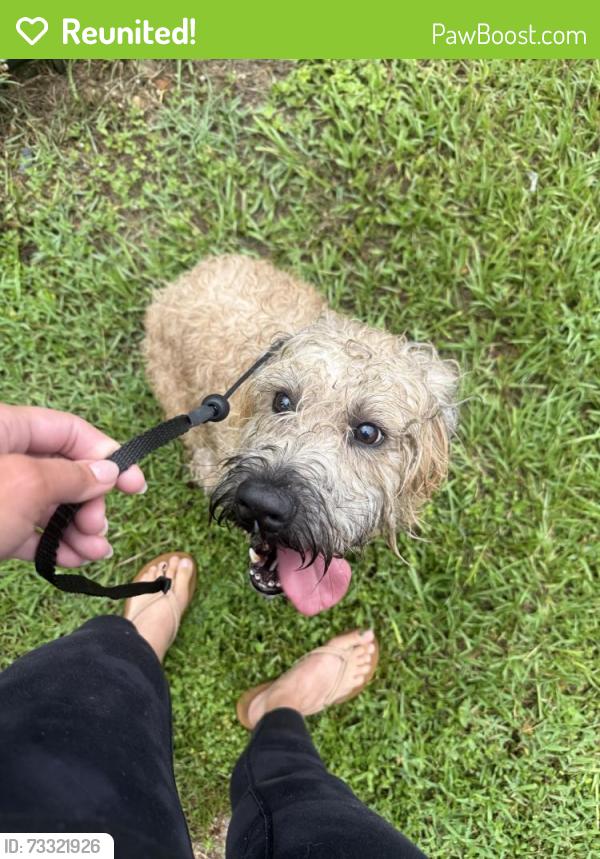Reunited Female Dog last seen Windermere, FL 34786, USA, Windermere, FL 34786
