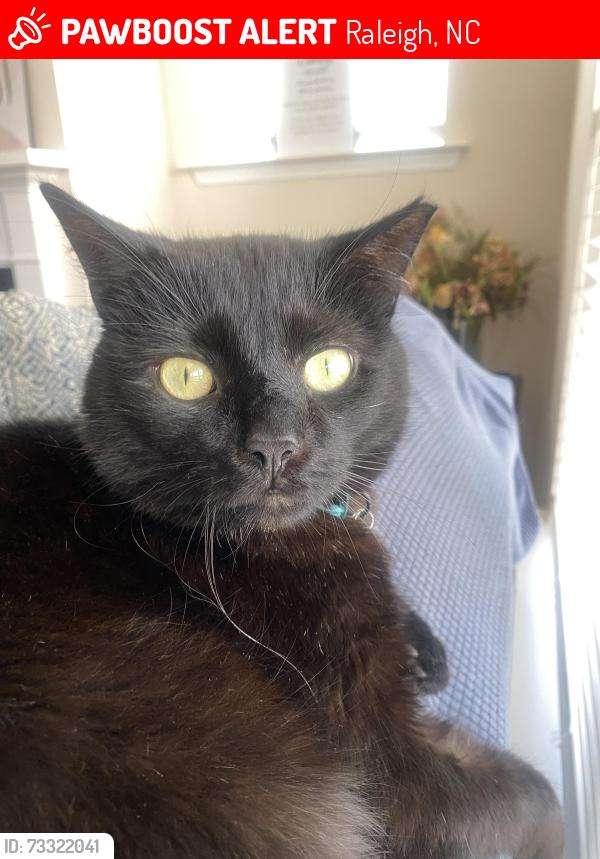 Lost Male Cat last seen hse, Raleigh, NC 27603