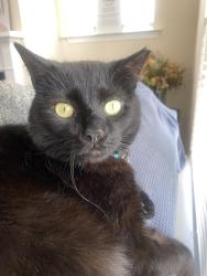 Lost Male Cat last seen hse, Raleigh, NC 27603