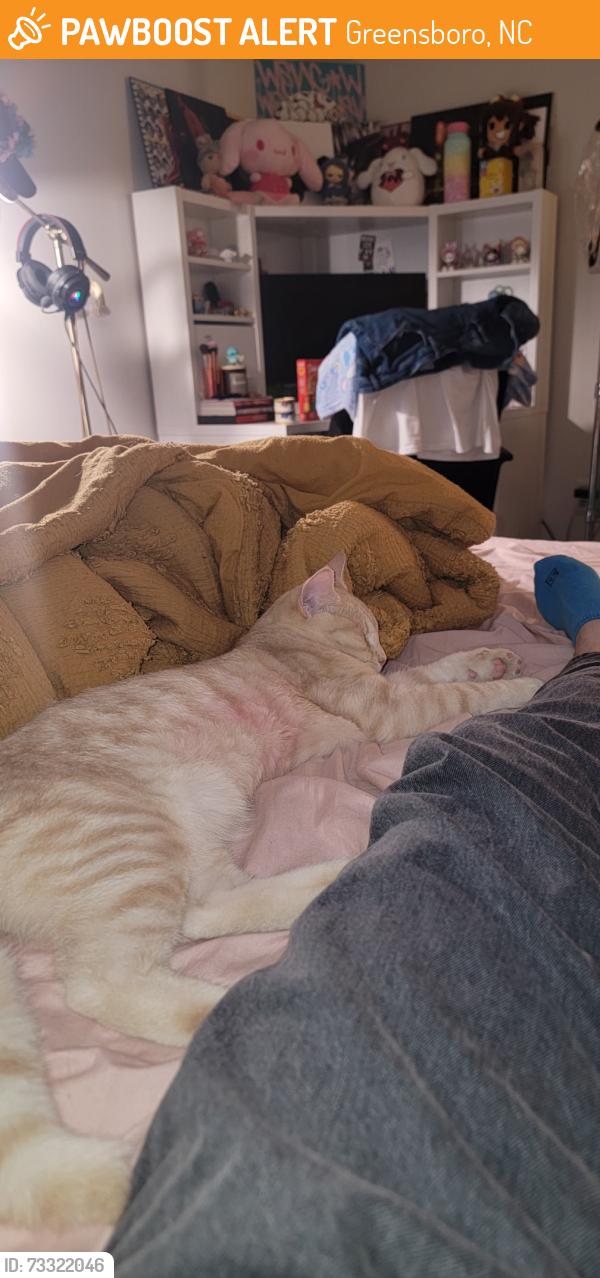 Found/Stray Male Cat last seen Near Battleground Ave, Greensboro, NC 27410