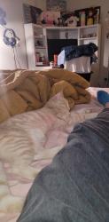 Found/Stray Male Cat last seen Near Battleground Ave, Greensboro, NC 27410
