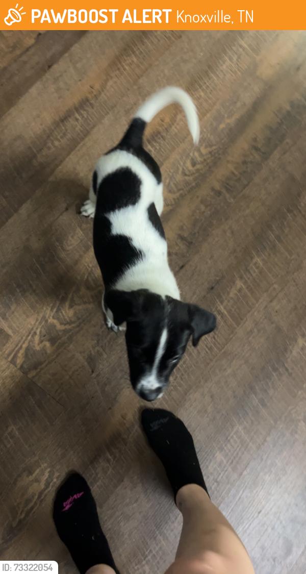 Found/Stray Male Dog last seen Chapman hwy, Knoxville, TN 37920