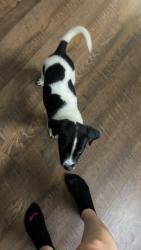 Found/Stray Male Dog last seen Chapman hwy, Knoxville, TN 37920