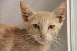 Shelter Stray Male Cat last seen , 4000 N Silverbell Rd, Tucson, AZ 85745, USA