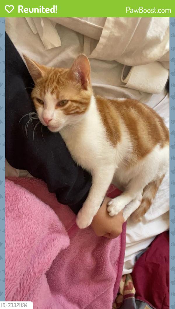 Reunited Male Cat last seen Trafalgar St, Brighton-Le-Sands NSW 2216, Australia, Brighton-Le-Sands, NSW 2216