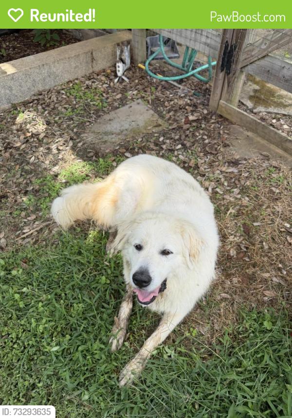Reunited Unknown Dog last seen Lewisville NC, Lewisville, NC 27023