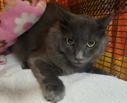 Shelter Stray Male Cat last seen , 4000 N Silverbell Rd, Tucson, AZ 85745, USA