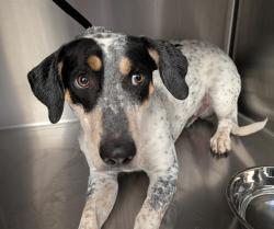 Shelter Stray Male Dog last seen , 4000 N Silverbell Rd, Tucson, AZ 85745, USA