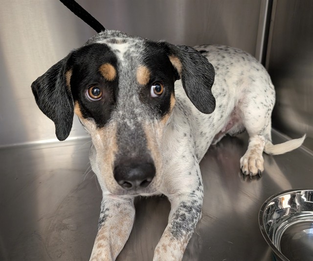 Shelter Stray Male Dog last seen , 4000 N Silverbell Rd, Tucson, AZ 85745, USA