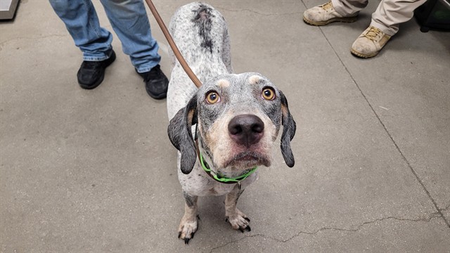 Shelter Stray Female Dog last seen , 4000 N Silverbell Rd, Tucson, AZ 85745, USA