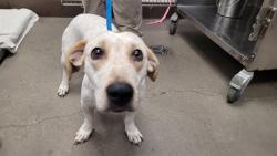 Shelter Stray Female Dog last seen , 4000 N Silverbell Rd, Tucson, AZ 85745, USA