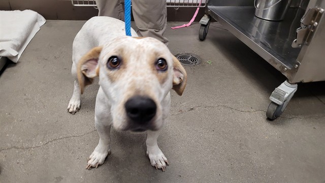 Shelter Stray Female Dog last seen , 4000 N Silverbell Rd, Tucson, AZ 85745, USA
