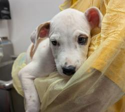 Shelter Stray Male Dog last seen , 4000 N Silverbell Rd, Tucson, AZ 85745, USA