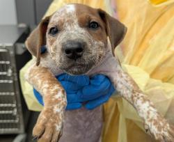 Shelter Stray Female Dog last seen , 4000 N Silverbell Rd, Tucson, AZ 85745, USA