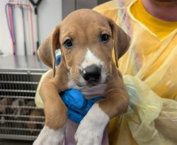 Shelter Stray Male Dog last seen , 4000 N Silverbell Rd, Tucson, AZ 85745, USA