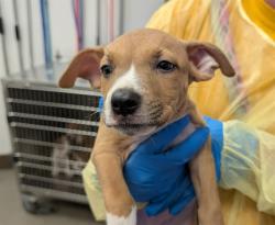 Shelter Stray Female Dog last seen , 4000 N Silverbell Rd, Tucson, AZ 85745, USA