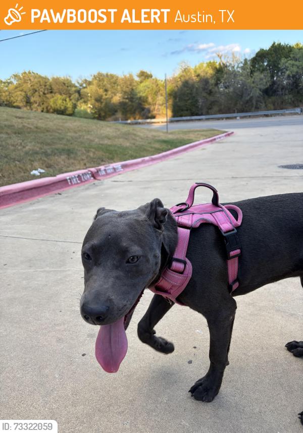 Found/Stray Female Dog last seen St Elmo, Austin, TX 78744