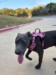 Found/Stray Female Dog last seen St Elmo, Austin, TX 78744