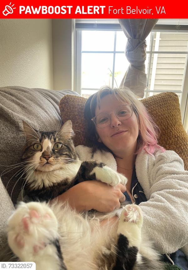 Lost Male Cat last seen GW community center, Fort Belvoir, VA 22060